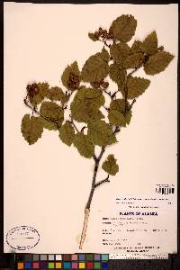 Alnus viridis image