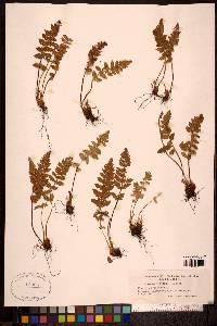 Woodsia ilvensis image