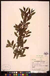 Salix boothii image