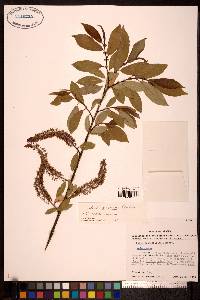 Salix prolixa image