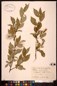 Salix boothii image