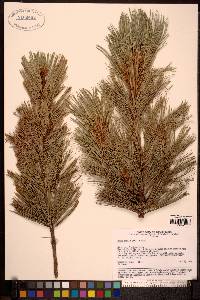 Pinus pumila image