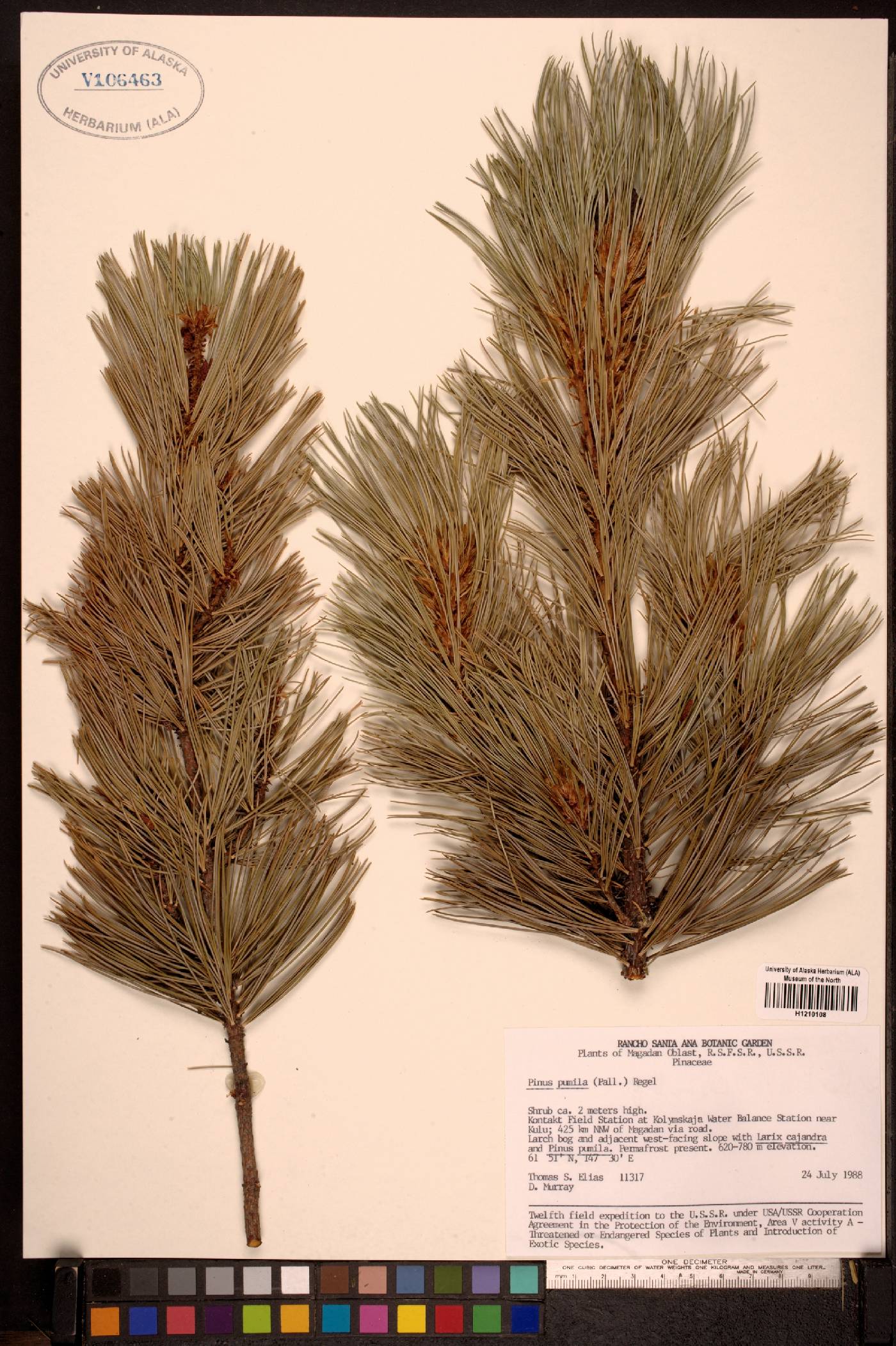 Pinus pumila image