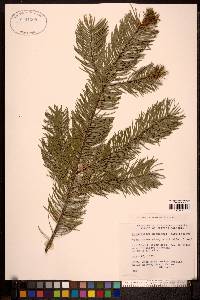 Pseudotsuga menziesii image