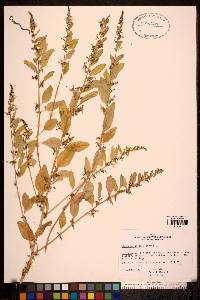 Chenopodium polyspermum image
