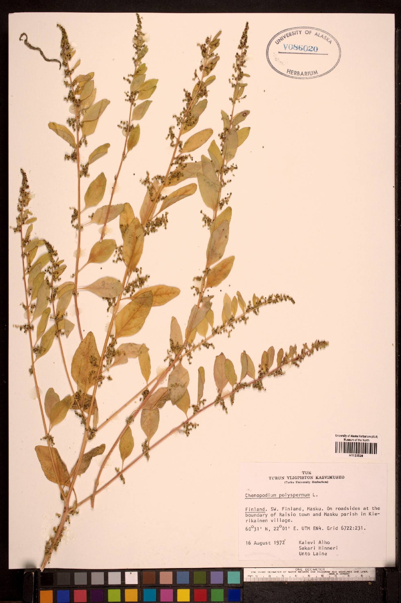 Chenopodium polyspermum image