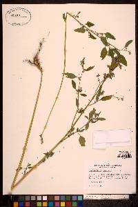 Chenopodium album var. album image