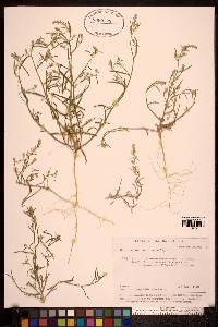 Image of Corispermum sibiricum