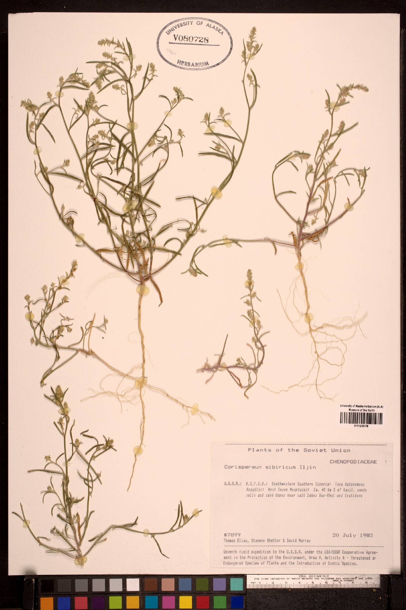 Corispermum sibiricum image