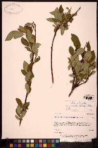 Salix planifolia image