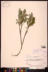 Salix planifolia image