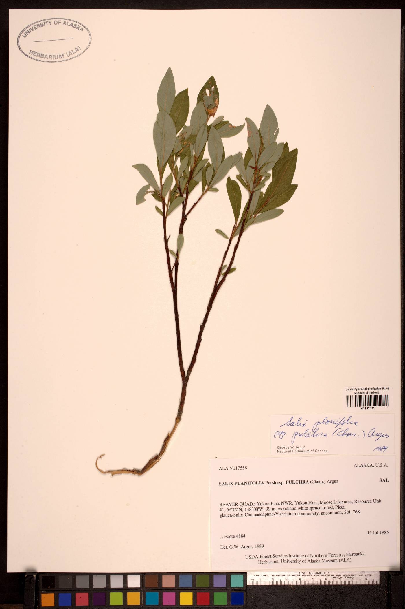 Salix planifolia subsp. pulchra image