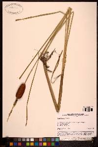 Typha laxmannii image