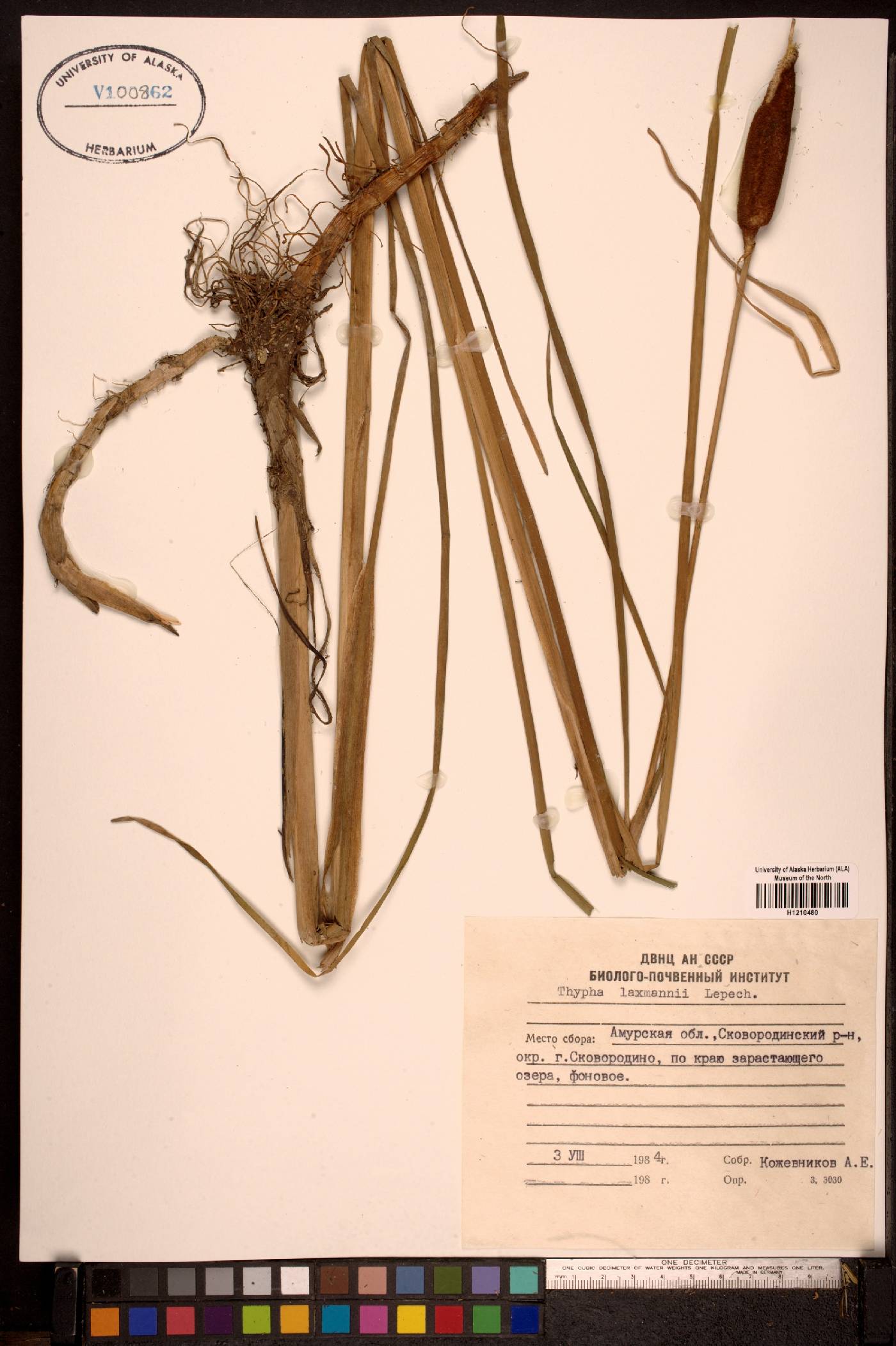 Typha laxmannii image