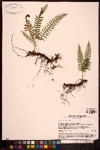 Polypodium sibiricum image