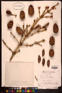 Picea glauca image