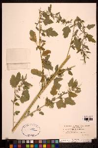 Chenopodium album var. album image