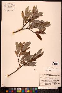 Salix glauca var. acutifolia image