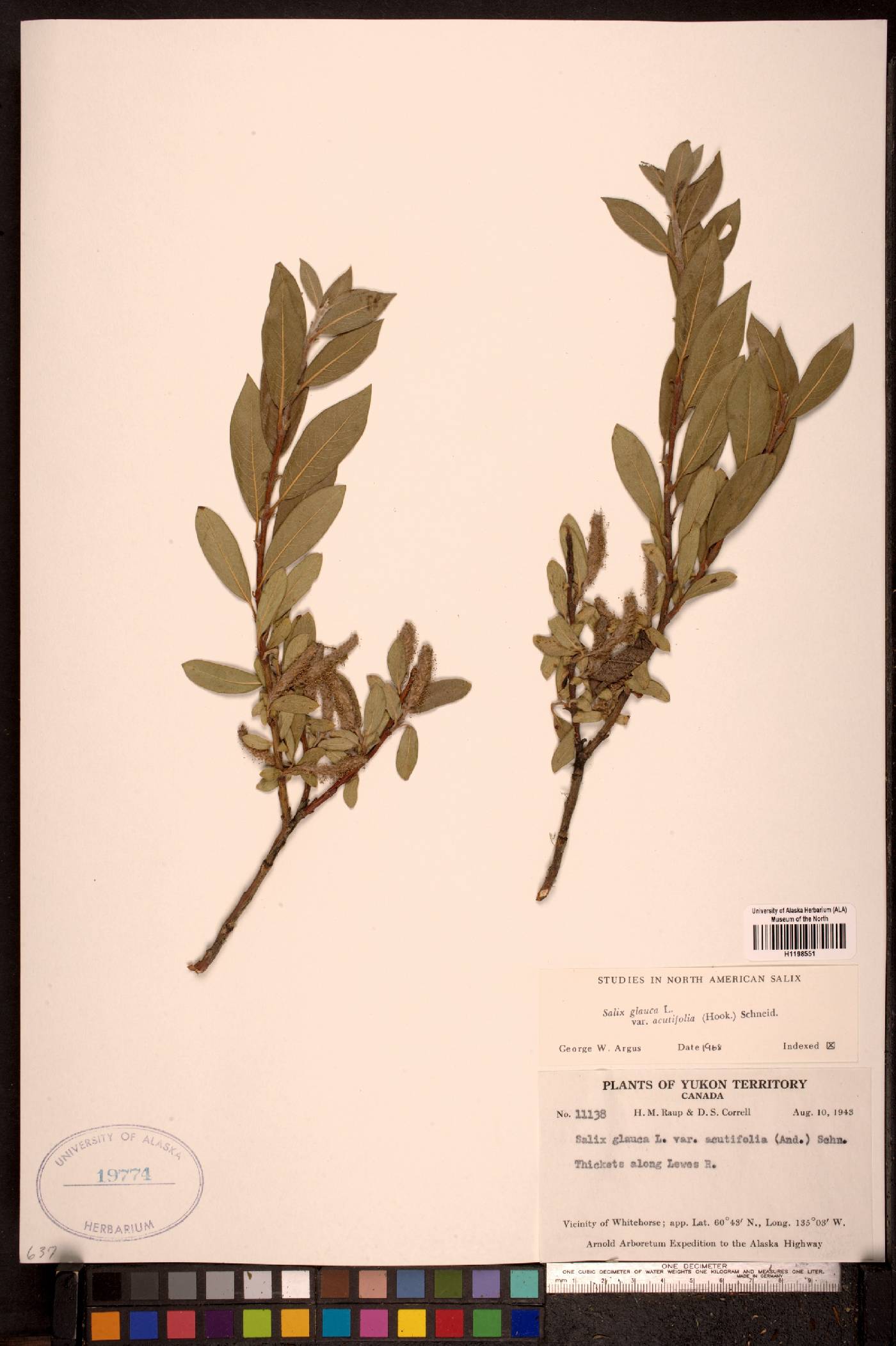 Salix glauca var. acutifolia image