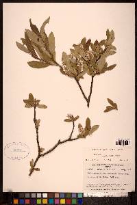 Salix glauca var. acutifolia image