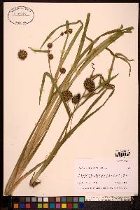 Sparganium angustifolium image