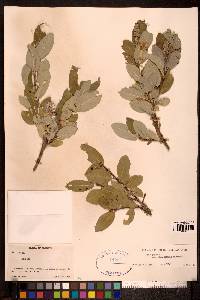 Salix glauca var. villosa image