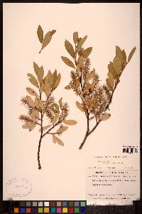 Salix glauca var. villosa image