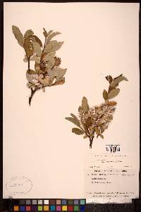 Salix glauca var. villosa image