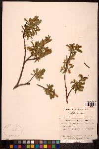 Salix glauca image