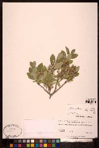 Salix glauca image