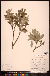 Salix glauca image