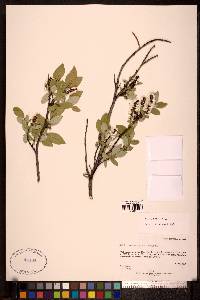 Salix hastata image