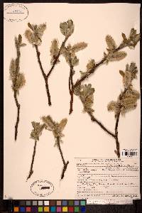 Salix hookeriana image