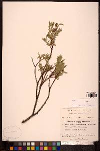 Salix myrtillifolia image