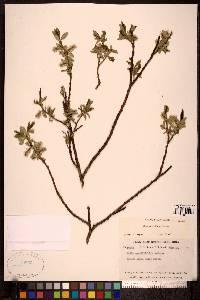 Salix myrtillifolia image