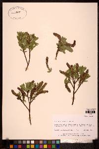 Salix myrtillifolia image