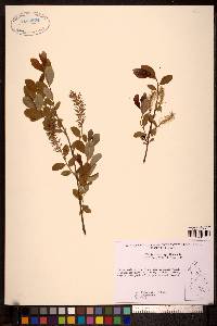 Salix myrtillifolia image