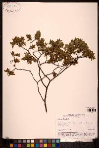 Salix myrtillifolia image