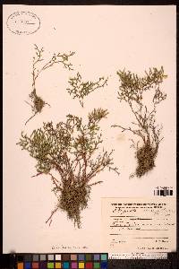 Selaginella rupestris image