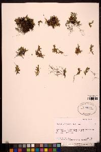 Selaginella sibirica image