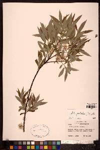 Salix petiolaris image