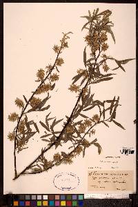 Salix petiolaris image