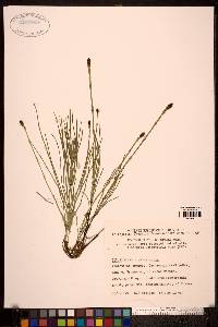 Equisetum palustre image