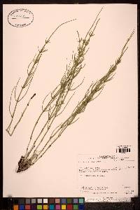 Equisetum palustre image