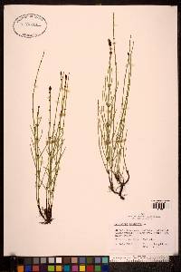 Equisetum palustre image