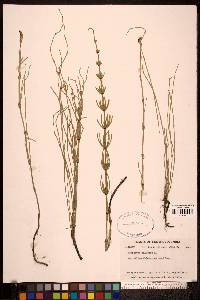 Equisetum palustre image