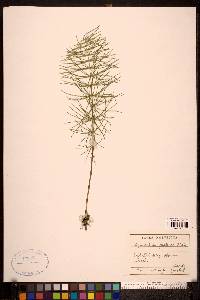 Equisetum pratense image