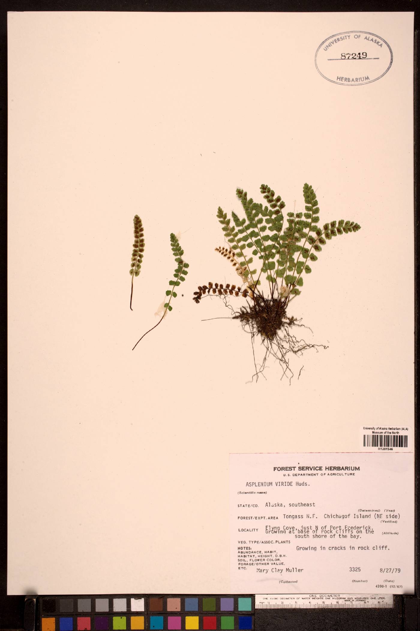 Asplenium trichomanes-ramosum image