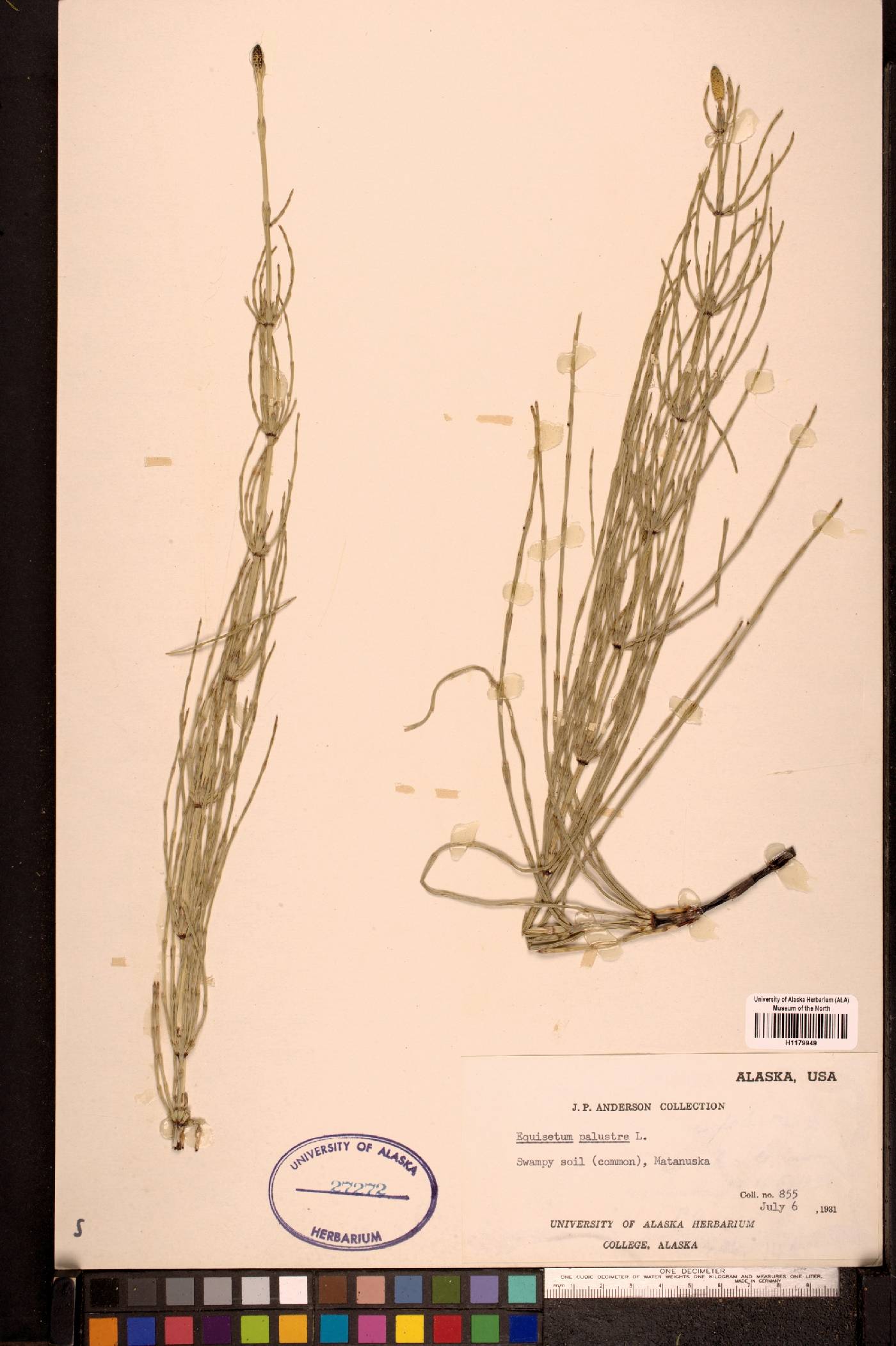 Equisetum palustre image