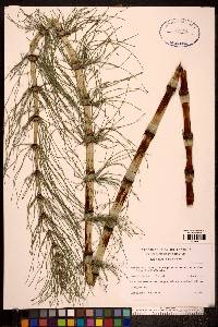 Equisetum telmateia image